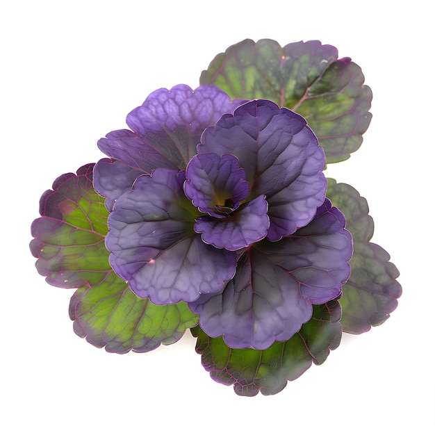 Hoja de saxifrage púrpura aislada con forma de hoja redonda y verde brillante en un fondo limpio Clipart