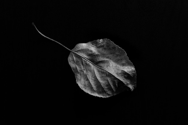 Hoja seca aislada sobre fondo negro con textura de contraste y sombras profundas en blanco y negro