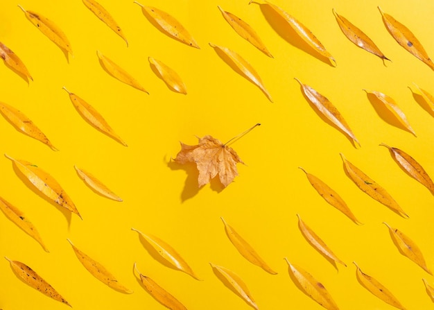 Hoja seca de arce y hojas de sauce de otoño sobre fondo amarillo
