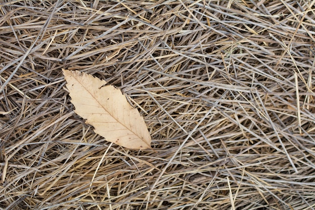 Hoja seca y caída en otoño sobre la paja del campo