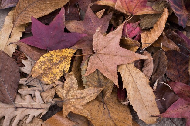 Hoja seca como fondo de otoño