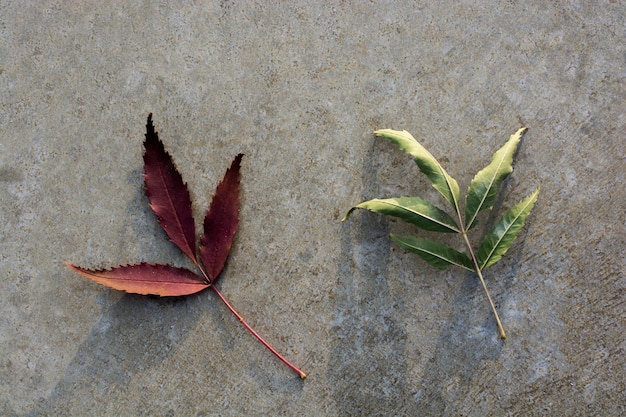 Hoja seca como fondo de otoño