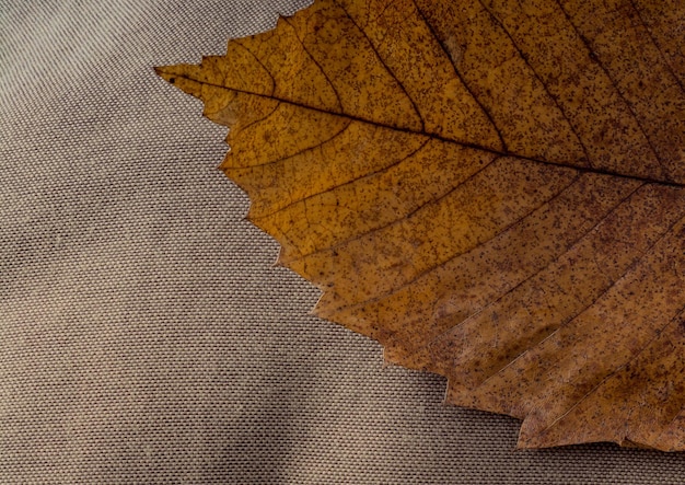 Hoja seca destacada sobre otras hojas como fondo de otoño