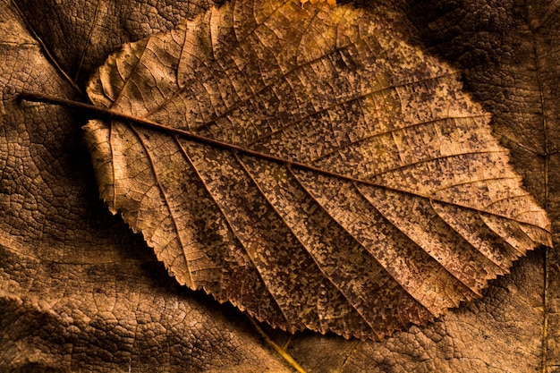 Hoja seca destacada sobre otras hojas como fondo de otoño