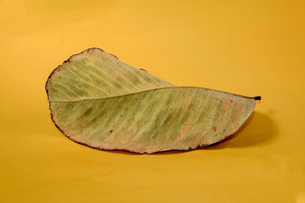 Foto hoja seca muerta aislada sobre fondo amarillo hojas de otoño