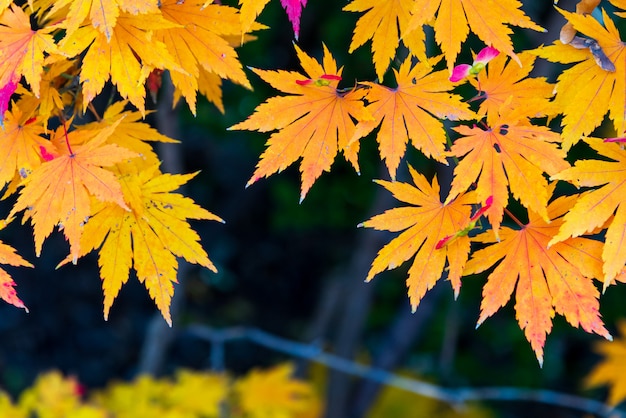 Hoja seca de otoño naranja con espacio para su diseño.