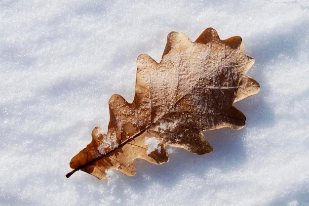 Hoja seca de otoño en la nieve.