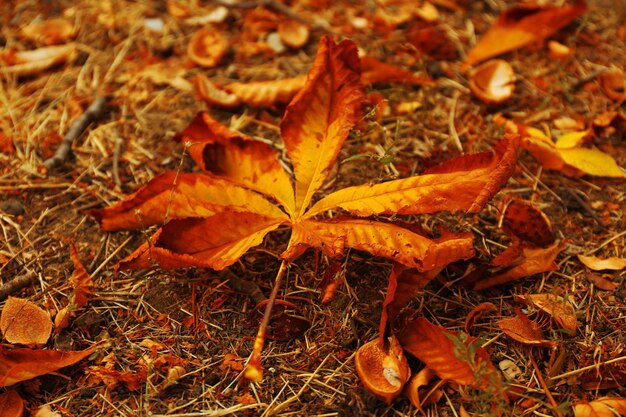 Hoja seca de otoño en el suelo de cerca