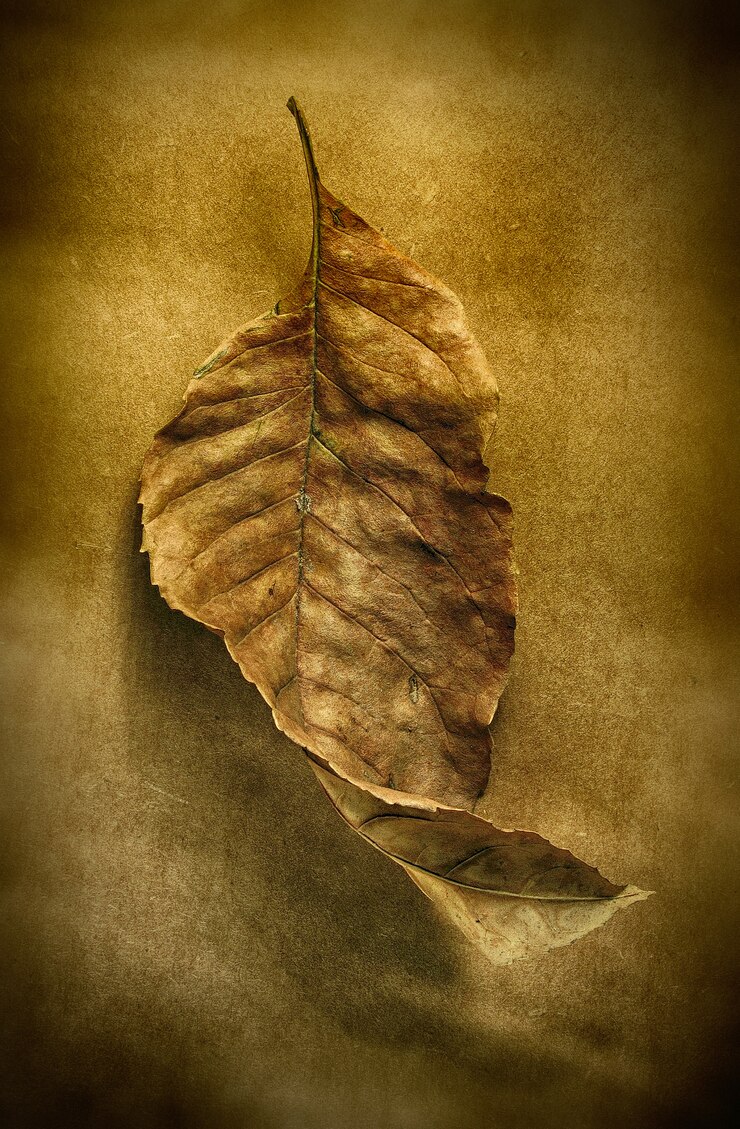 Foto hoja seca de otoño