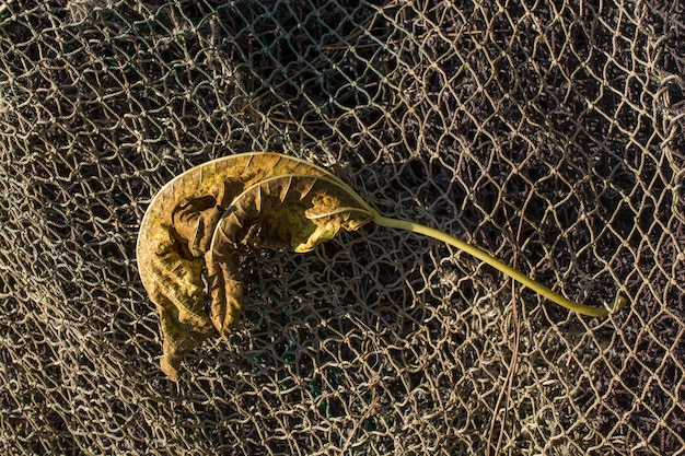 Una hoja seca separada a la vista