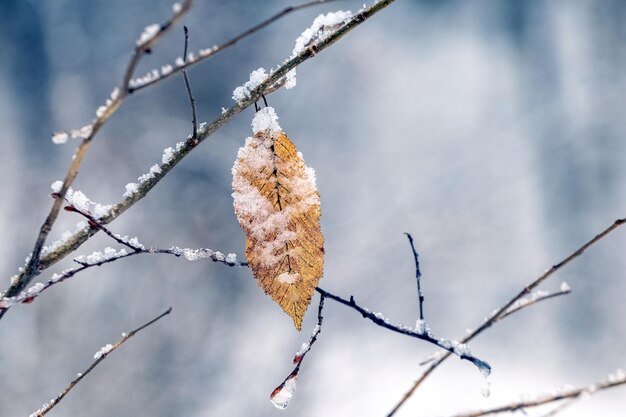 Hoja seca solitaria en un árbol cubierto de nieve en el bosque en invierno