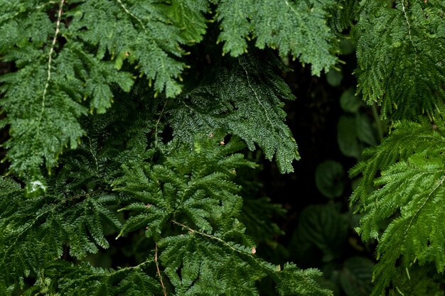 Foto hoja de selaginella en la piedra que crece en el fondo de la selva tropical