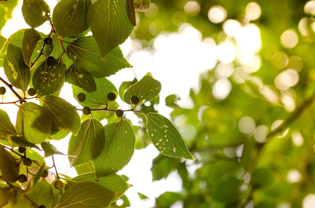 Foto hoja y semilla en la luz del sol de la mañana.