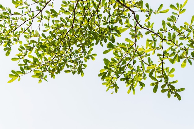 Hoja sobre fondo blanco