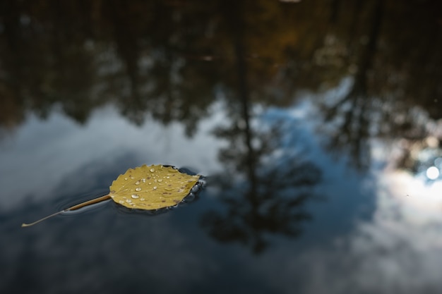 Una hoja solitaria en el agua del lago, bosque de otoño