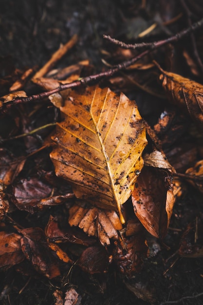 Hoja en el suelo en otoño