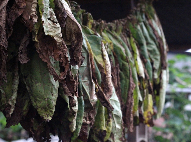 hoja de tabaco en el proceso de secado