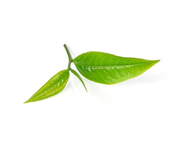 Hoja de té aislada en blanco