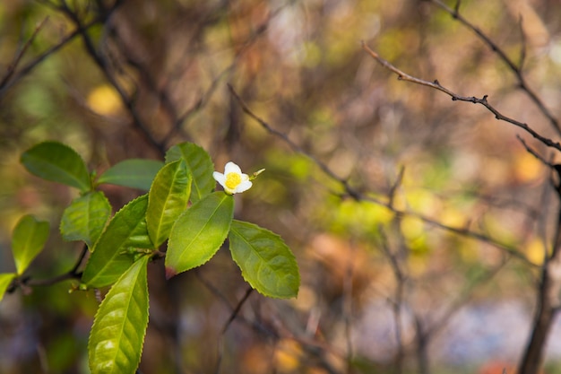 Hoja de té y flor blanca en plantación de té flor de té en tronco hermoso y fresco té blanco flo ...