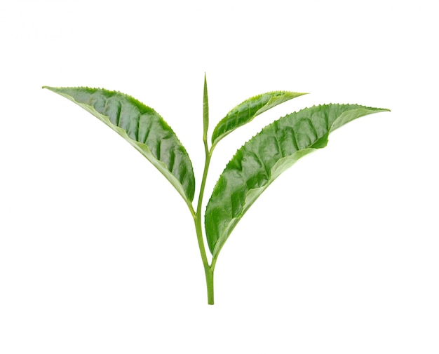 Hoja de té en pared blanca