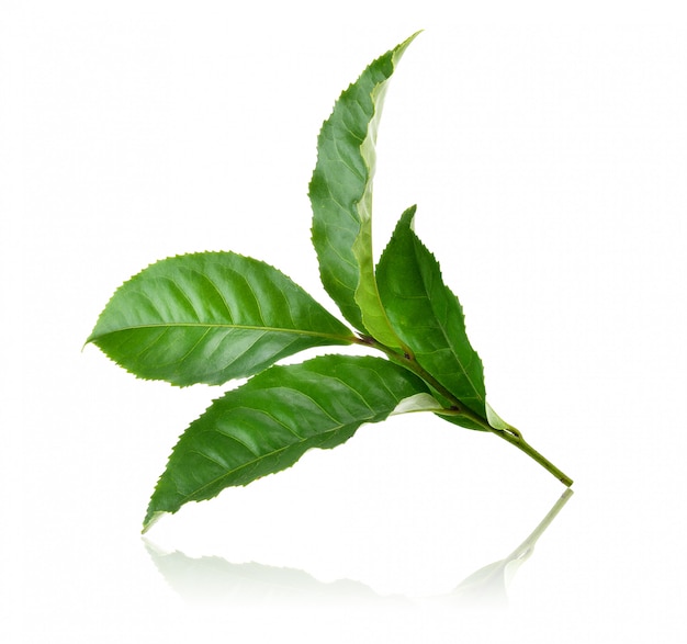 Hoja de té sobre fondo blanco.