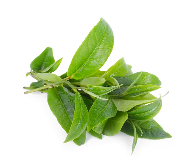 Hoja de té verde aislada en blanco.