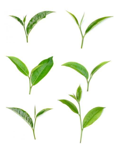 Hoja de té verde aislada en blanco