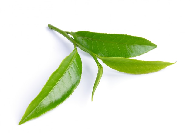 Hoja de té verde aislada en blanco