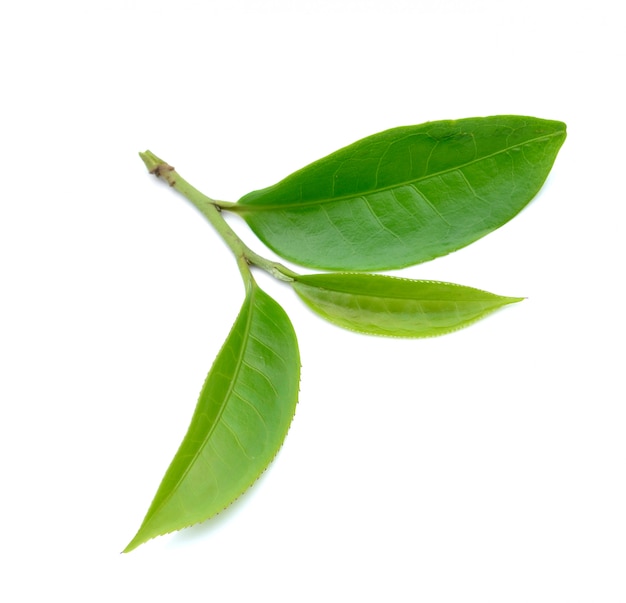 Hoja de té verde aislada en el espacio en blanco