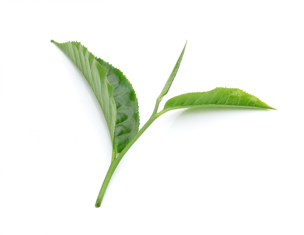 Hoja de té verde aislada en el espacio en blanco