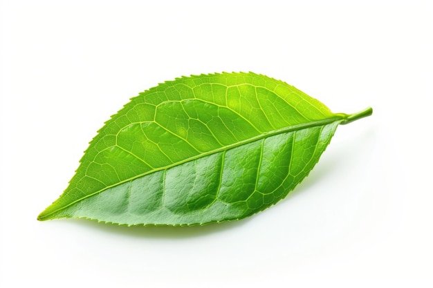 hoja de té verde aislada sobre un fondo blanco hoja de café verde aislada contra un fondo blanco