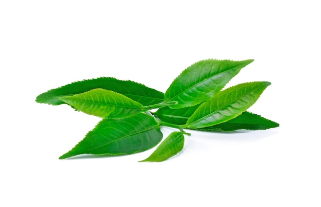 Hoja de té verde aislada sobre un fondo blanco