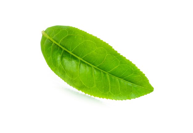 Hoja de té verde aislada sobre fondo blanco.