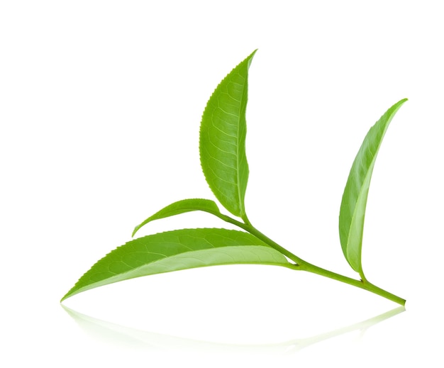 Hoja de té verde aislada sobre un fondo blanco