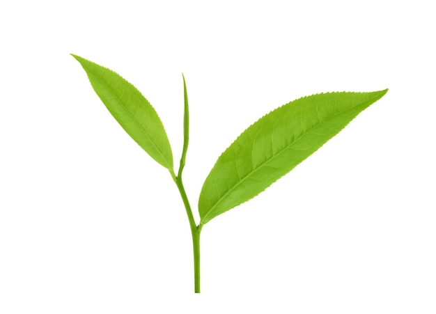 Hoja de té verde aislada sobre un fondo blanco