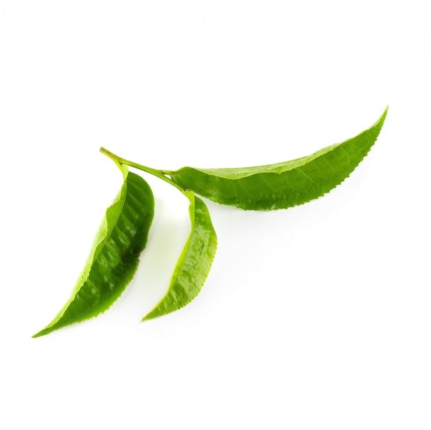 Hoja de té verde aislada sobre fondo blanco