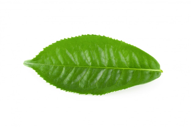 Hoja de té verde aislada sobre fondo blanco