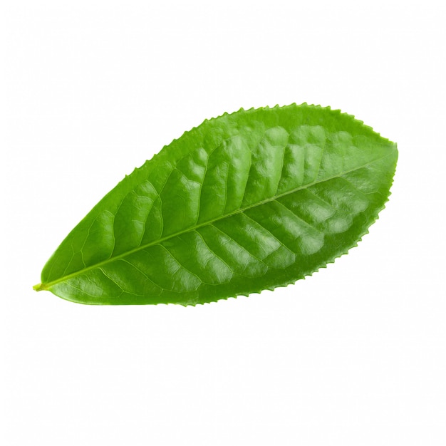 Hoja de té verde aislada sobre fondo blanco