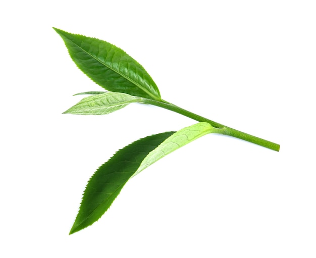 Hoja de té verde aislada sobre fondo blanco