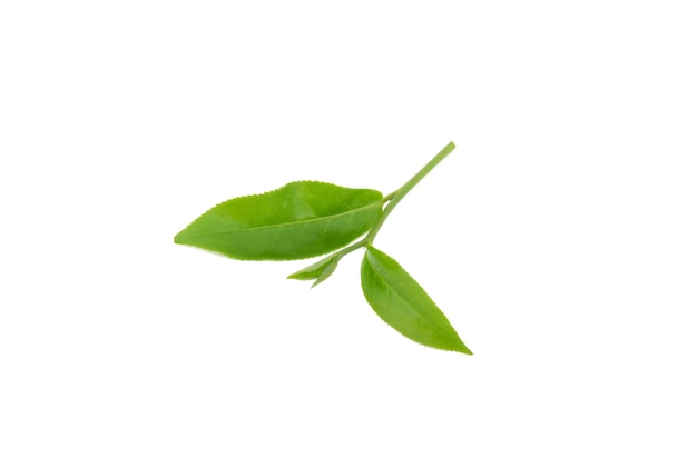 Hoja de té verde aislada sobre un fondo blanco