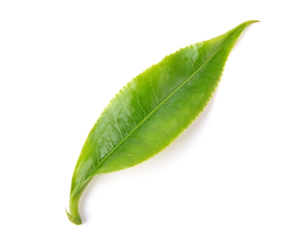 Hoja de té verde aislada sobre fondo blanco