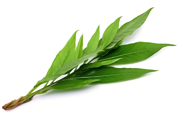 hoja de té verde aislada sobre un fondo blanco