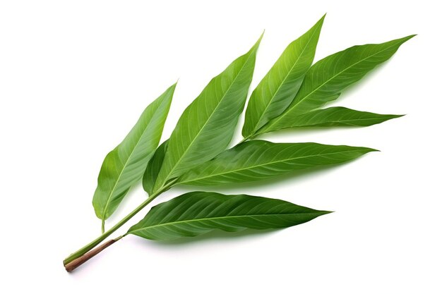 hoja de té verde aislada sobre un fondo blanco