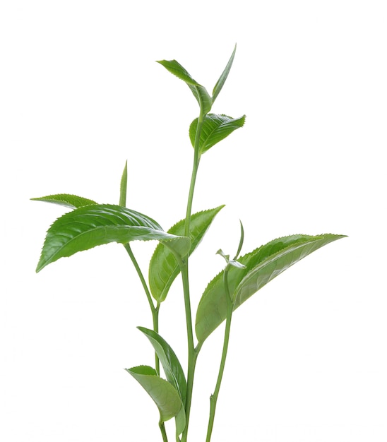 Hoja de té verde aislada sobre fondo blanco