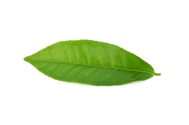 Hoja de té verde aislada sobre superficie blanca