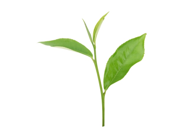 Hoja de té verde aislada sobre superficie blanca