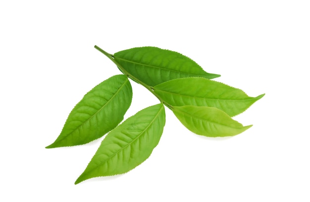 Hoja de té verde aislada sobre superficie blanca