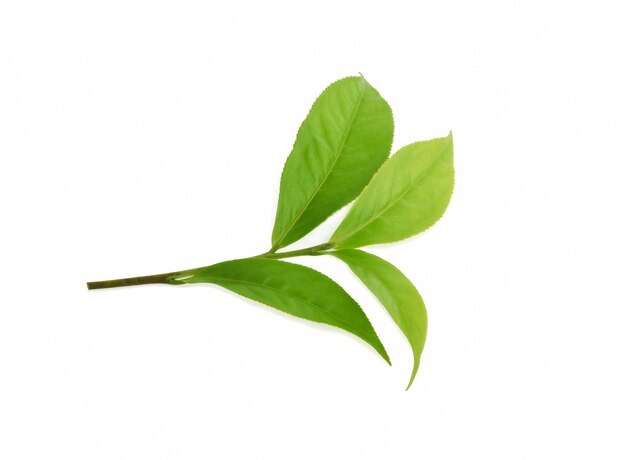 Hoja de té verde aislada sobre superficie blanca