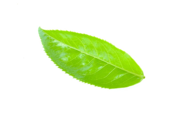 Hoja de té verde aislado en blanco