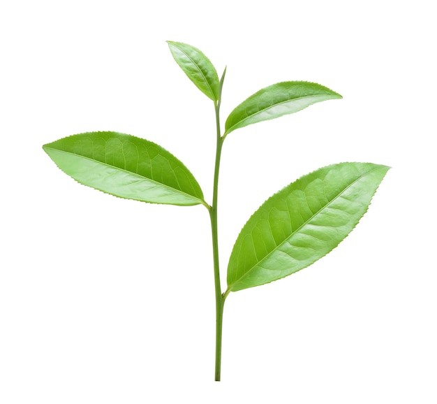 Hoja de té verde aislado en blanco